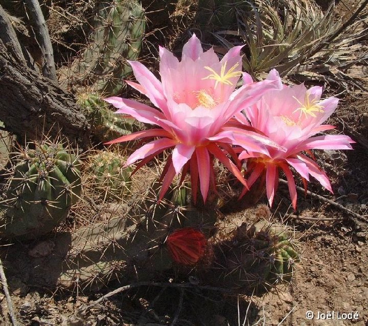 Trichocereus candicans ssp. pseudocandicans, Chilecito, Argentina fl. fuchsia ©JL